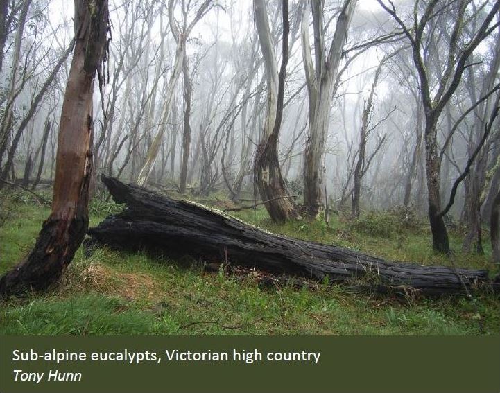 Eucalypt forest DAFF